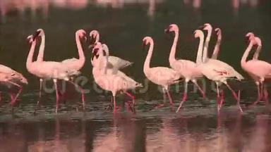 <strong>小火烈鸟</strong>，<strong>小</strong>型短翅目，水中活动群，肯尼亚博戈里亚湖殖民地，